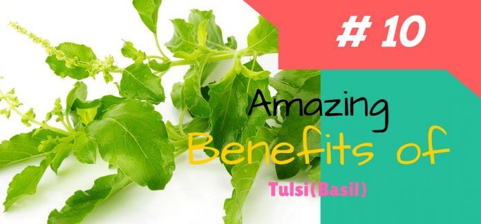 10 AMAZING BENEFITS OF TULSI (BASIL)