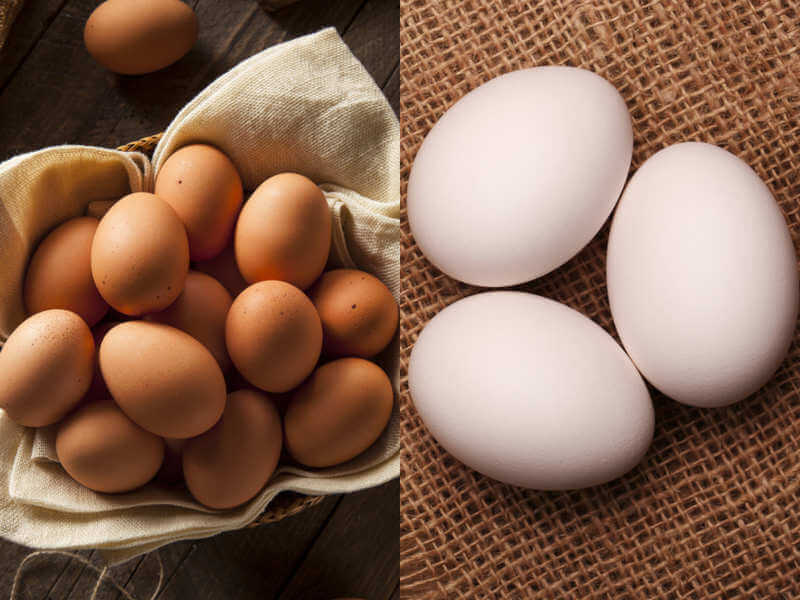 Brown Eggs Vs White Eggs