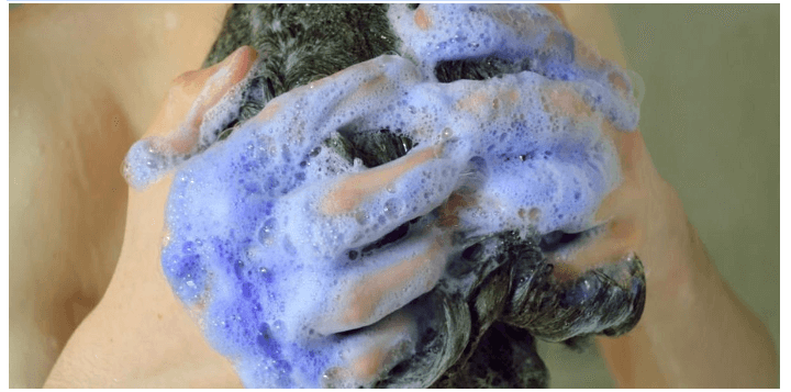 Using Purple Shampoo to Neutralize Yellow Tones